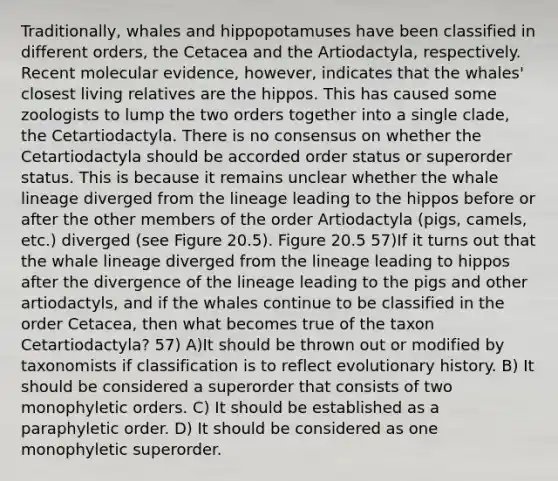 Traditionally, whales and hippopotamuses have been classified in different orders, the Cetacea and the Artiodactyla, respectively. Recent molecular evidence, however, indicates that the whales' closest living relatives are the hippos. This has caused some zoologists to lump the two orders together into a single clade, the Cetartiodactyla. There is no consensus on whether the Cetartiodactyla should be accorded order status or superorder status. This is because it remains unclear whether the whale lineage diverged from the lineage leading to the hippos before or after the other members of the order Artiodactyla (pigs, camels, etc.) diverged (see Figure 20.5). Figure 20.5 57)If it turns out that the whale lineage diverged from the lineage leading to hippos after the divergence of the lineage leading to the pigs and other artiodactyls, and if the whales continue to be classified in the order Cetacea, then what becomes true of the taxon Cetartiodactyla? 57) A)It should be thrown out or modified by taxonomists if classification is to reflect evolutionary history. B) It should be considered a superorder that consists of two monophyletic orders. C) It should be established as a paraphyletic order. D) It should be considered as one monophyletic superorder.