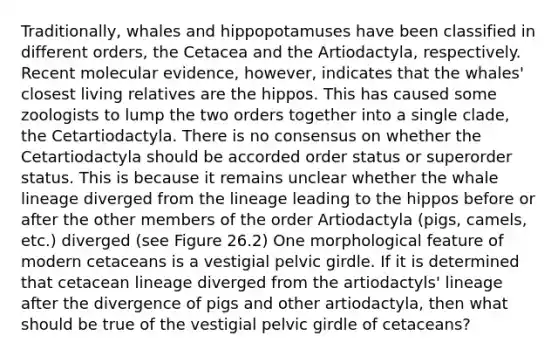 Traditionally, whales and hippopotamuses have been classified in different orders, the Cetacea and the Artiodactyla, respectively. Recent molecular evidence, however, indicates that the whales' closest living relatives are the hippos. This has caused some zoologists to lump the two orders together into a single clade, the Cetartiodactyla. There is no consensus on whether the Cetartiodactyla should be accorded order status or superorder status. This is because it remains unclear whether the whale lineage diverged from the lineage leading to the hippos before or after the other members of the order Artiodactyla (pigs, camels, etc.) diverged (see Figure 26.2) One morphological feature of modern cetaceans is a vestigial <a href='https://www.questionai.com/knowledge/k9xWFjlOIm-pelvic-girdle' class='anchor-knowledge'>pelvic girdle</a>. If it is determined that cetacean lineage diverged from the artiodactyls' lineage after the divergence of pigs and other artiodactyla, then what should be true of the vestigial pelvic girdle of cetaceans?