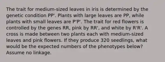 The trait for medium-sized leaves in iris is determined by the genetic condition PP'. Plants with large leaves are PP, while plants with small leaves are P'P'. The trait for red flowers is controlled by the genes RR, pink by RR', and white by R'R'. A cross is made between two plants each with medium-sized leaves and pink flowers. If they produce 320 seedlings, what would be the expected numbers of the phenotypes below? Assume no linkage.