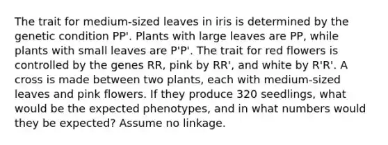 The trait for medium-sized leaves in iris is determined by the genetic condition PP'. Plants with large leaves are PP, while plants with small leaves are P'P'. The trait for red flowers is controlled by the genes RR, pink by RR', and white by R'R'. A cross is made between two plants, each with medium-sized leaves and pink flowers. If they produce 320 seedlings, what would be the expected phenotypes, and in what numbers would they be expected? Assume no linkage.