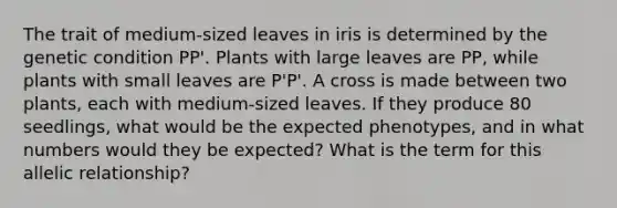 The trait of medium-sized leaves in iris is determined by the genetic condition PP'. Plants with large leaves are PP, while plants with small leaves are P'P'. A cross is made between two plants, each with medium-sized leaves. If they produce 80 seedlings, what would be the expected phenotypes, and in what numbers would they be expected? What is the term for this allelic relationship?