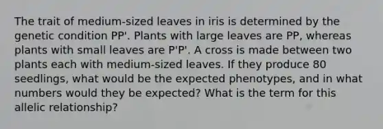 The trait of medium-sized leaves in iris is determined by the genetic condition PP'. Plants with large leaves are PP, whereas plants with small leaves are P'P'. A cross is made between two plants each with medium-sized leaves. If they produce 80 seedlings, what would be the expected phenotypes, and in what numbers would they be expected? What is the term for this allelic relationship?