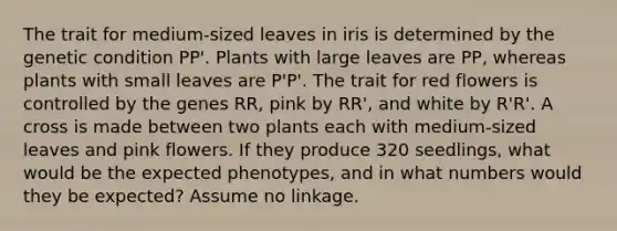 The trait for medium-sized leaves in iris is determined by the genetic condition PP'. Plants with large leaves are PP, whereas plants with small leaves are P'P'. The trait for red flowers is controlled by the genes RR, pink by RR', and white by R'R'. A cross is made between two plants each with medium-sized leaves and pink flowers. If they produce 320 seedlings, what would be the expected phenotypes, and in what numbers would they be expected? Assume no linkage.