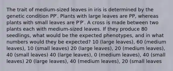 The trait of medium-sized leaves in iris is determined by the genetic condition PP′. Plants with large leaves are PP, whereas plants with small leaves are P′P′. A cross is made between two plants each with medium-sized leaves. If they produce 80 seedlings, what would be the expected phenotypes, and in what numbers would they be expected? 10 (large leaves), 60 (medium leaves), 10 (small leaves) 20 (large leaves), 20 (medium leaves), 40 (small leaves) 40 (large leaves), 0 (medium leaves), 40 (small leaves) 20 (large leaves), 40 (medium leaves), 20 (small leaves