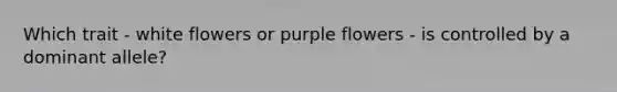 Which trait - white flowers or purple flowers - is controlled by a dominant allele?