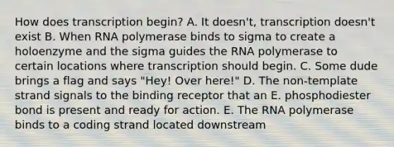 How does transcription begin? A. It doesn't, transcription doesn't exist B. When RNA polymerase binds to sigma to create a holoenzyme and the sigma guides the RNA polymerase to certain locations where transcription should begin. C. Some dude brings a flag and says "Hey! Over here!" D. The non-template strand signals to the binding receptor that an E. phosphodiester bond is present and ready for action. E. The RNA polymerase binds to a coding strand located downstream