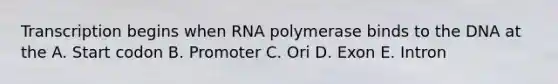 Transcription begins when RNA polymerase binds to the DNA at the A. Start codon B. Promoter C. Ori D. Exon E. Intron