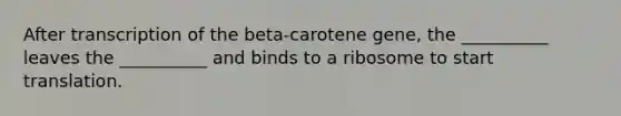 After transcription of the beta-carotene gene, the __________ leaves the __________ and binds to a ribosome to start translation.