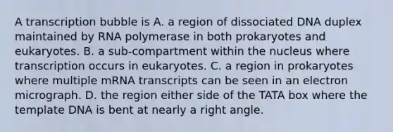 A transcription bubble is A. a region of dissociated DNA duplex maintained by RNA polymerase in both prokaryotes and eukaryotes. B. a sub-compartment within the nucleus where transcription occurs in eukaryotes. C. a region in prokaryotes where multiple mRNA transcripts can be seen in an electron micrograph. D. the region either side of the TATA box where the template DNA is bent at nearly a right angle.