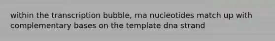 within the transcription bubble, rna nucleotides match up with complementary bases on the template dna strand