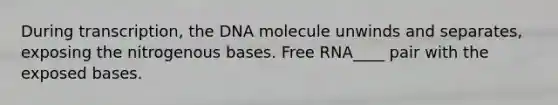 During transcription, the DNA molecule unwinds and separates, exposing the nitrogenous bases. Free RNA____ pair with the exposed bases.