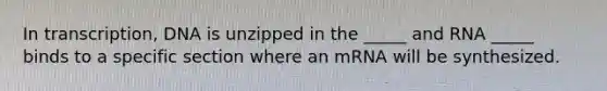 In transcription, DNA is unzipped in the _____ and RNA _____ binds to a specific section where an mRNA will be synthesized.
