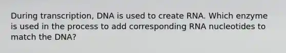 During transcription, DNA is used to create RNA. Which enzyme is used in the process to add corresponding RNA nucleotides to match the DNA?