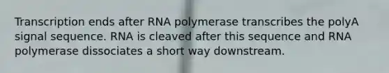 Transcription ends after RNA polymerase transcribes the polyA signal sequence. RNA is cleaved after this sequence and RNA polymerase dissociates a short way downstream.