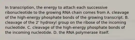 In transcription, the energy to attach each successive ribonucleotide to the growing RNA chain comes from A. cleavage of the high-energy phosphate bonds of the growing transcript. B. cleavage of the 2' hydroxyl group on the ribose of the incoming nucleotide. C. cleavage of the high-energy phosphate bonds of the incoming nucleotide. D. the RNA polymerase itself.