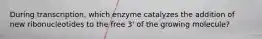 During transcription, which enzyme catalyzes the addition of new ribonucleotides to the free 3' of the growing molecule?