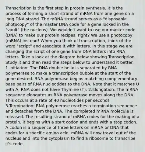 Transcription is the first step in <a href='https://www.questionai.com/knowledge/kVyphSdCnD-protein-synthesis' class='anchor-knowledge'>protein synthesis</a>. It is the process of forming a short strand of mRNA from one gene on a long DNA strand. The mRNA strand serves as a "disposable photocopy" of the master DNA code for a gene locked in the "vault" (the nucleus). We wouldn't want to use our master code (DNA) to make our protein recipes, right? We use a photocopy (mRNA) instead! When you think of transcription, think of the word "script" and associate it with letters. In this stage we are changing the script of one gene from DNA letters into RNA letters. Take a look at the diagram below showing Transcription. Study it and then read the steps below to understand it better. 1.Initiation: The DNA double helix is separated by RNA polymerase to make a transcription bubble at the start of the gene desired. RNA polymerase begins matching complementary base pairs of RNA nucleotides to the DNA. Note that it matches U with A; RNA does not have Thymine (T). 2.Elongation: The mRNA sequence elongates as RNA polymerase moves along the DNA. This occurs at a rate of 40 nucleotides per second! 3.Termination: RNA polymerase reaches a termination sequence and detaches from the DNA. The completed mRNA molecule is released. The resulting strand of mRNA codes for the making of a protein. It begins with a start codon and ends with a stop codon. A codon is a sequence of three letters on mRNA or DNA that codes for a specific amino acid. mRNA will now travel out of the nucleus and into the cytoplasm to find a ribosome to transcribe it's code.