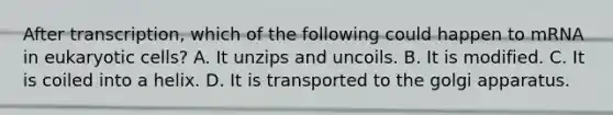 After transcription, which of the following could happen to mRNA in eukaryotic cells? A. It unzips and uncoils. B. It is modified. C. It is coiled into a helix. D. It is transported to the golgi apparatus.