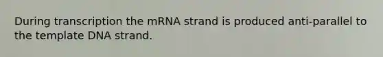 During transcription the mRNA strand is produced anti-parallel to the template DNA strand.