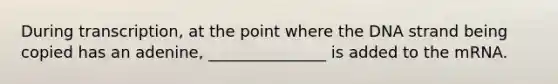 During transcription, at the point where the DNA strand being copied has an adenine, _______________ is added to the mRNA.