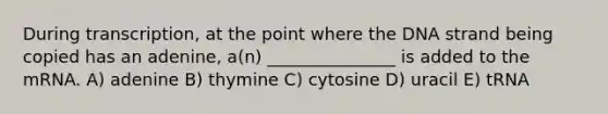 During transcription, at the point where the DNA strand being copied has an adenine, a(n) _______________ is added to the mRNA. A) adenine B) thymine C) cytosine D) uracil E) tRNA