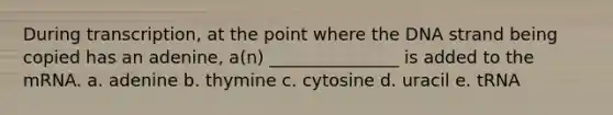 During transcription, at the point where the DNA strand being copied has an adenine, a(n) _______________ is added to the mRNA. a. adenine b. thymine c. cytosine d. uracil e. tRNA