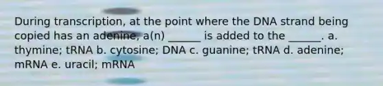 During transcription, at the point where the DNA strand being copied has an adenine, a(n) ______ is added to the ______. a. thymine; tRNA b. cytosine; DNA c. guanine; tRNA d. adenine; mRNA e. uracil; mRNA