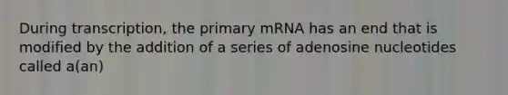 During transcription, the primary mRNA has an end that is modified by the addition of a series of adenosine nucleotides called a(an)