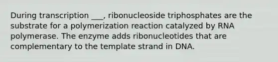 During transcription ___, ribonucleoside triphosphates are the substrate for a polymerization reaction catalyzed by RNA polymerase. The enzyme adds ribonucleotides that are complementary to the template strand in DNA.