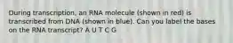 During transcription, an RNA molecule (shown in red) is transcribed from DNA (shown in blue). Can you label the bases on the RNA transcript? A U T C G