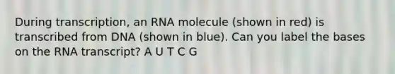 During transcription, an RNA molecule (shown in red) is transcribed from DNA (shown in blue). Can you label the bases on the RNA transcript? A U T C G