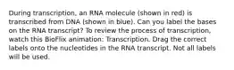 During transcription, an RNA molecule (shown in red) is transcribed from DNA (shown in blue). Can you label the bases on the RNA transcript? To review the process of transcription, watch this BioFlix animation: Transcription. Drag the correct labels onto the nucleotides in the RNA transcript. Not all labels will be used.