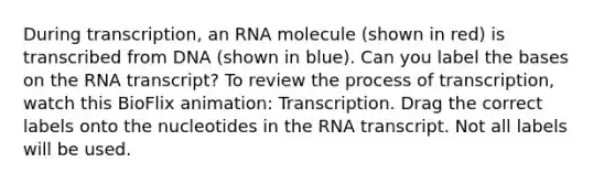 During transcription, an RNA molecule (shown in red) is transcribed from DNA (shown in blue). Can you label the bases on the RNA transcript? To review the process of transcription, watch this BioFlix animation: Transcription. Drag the correct labels onto the nucleotides in the RNA transcript. Not all labels will be used.