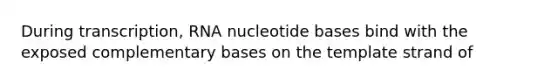 During transcription, RNA nucleotide bases bind with the exposed complementary bases on the template strand of