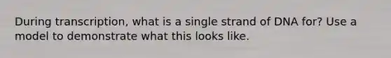 During transcription, what is a single strand of DNA for? Use a model to demonstrate what this looks like.