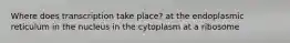 Where does transcription take place? at the endoplasmic reticulum in the nucleus in the cytoplasm at a ribosome