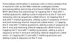 Transcription termination in eukaryal cells is more complex than in bacterial cells as the RNA molecule undergoes further processing before becoming a functional mRNA. Which of these BEST describes this processing? a) Capping the 3' end with 7-methyl-guanosine, adding a poly-A sequence at the 5' end and removing internal sequences called introns. b) Capping the 3' end with 7-methyl-guanosine, adding a poly-A sequence at the 5' end and removing internal sequences called exons. c) Capping the 5' end with 7-methyl guanosine, adding a poly-A sequence at the 3' end and removing internal sequences called introns. d) Capping the 5' end with 7-methyl-guanosine, adding a poly-A sequence at the 3' end and removing internal sequences called exons. e) Capping the 3' end with 7-methyl-guanosine and adding a poly-A sequence at the 3' end.