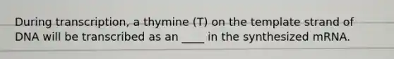 During transcription, a thymine (T) on the template strand of DNA will be transcribed as an ____ in the synthesized mRNA.