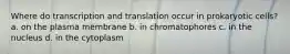 Where do transcription and translation occur in prokaryotic cells? a. on the plasma membrane b. in chromatophores c. in the nucleus d. in the cytoplasm