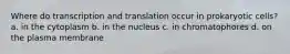 Where do transcription and translation occur in prokaryotic cells? a. in the cytoplasm b. in the nucleus c. in chromatophores d. on the plasma membrane