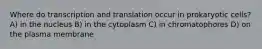 Where do transcription and translation occur in prokaryotic cells? A) in the nucleus B) in the cytoplasm C) in chromatophores D) on the plasma membrane