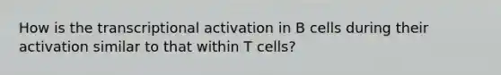 How is the transcriptional activation in B cells during their activation similar to that within T cells?