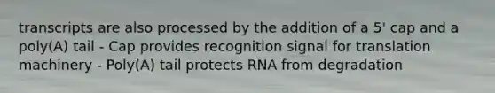 transcripts are also processed by the addition of a 5' cap and a poly(A) tail - Cap provides recognition signal for translation machinery - Poly(A) tail protects RNA from degradation