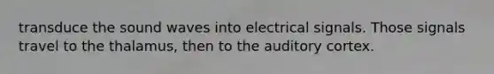 transduce the sound waves into electrical signals. Those signals travel to the thalamus, then to the auditory cortex.