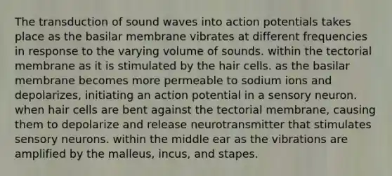 The transduction of sound waves into action potentials takes place as the basilar membrane vibrates at different frequencies in response to the varying volume of sounds. within the tectorial membrane as it is stimulated by the hair cells. as the basilar membrane becomes more permeable to sodium ions and depolarizes, initiating an action potential in a sensory neuron. when hair cells are bent against the tectorial membrane, causing them to depolarize and release neurotransmitter that stimulates sensory neurons. within the middle ear as the vibrations are amplified by the malleus, incus, and stapes.