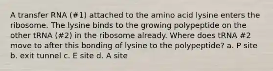 A transfer RNA (#1) attached to the amino acid lysine enters the ribosome. The lysine binds to the growing polypeptide on the other tRNA (#2) in the ribosome already. Where does tRNA #2 move to after this bonding of lysine to the polypeptide? a. P site b. exit tunnel c. E site d. A site