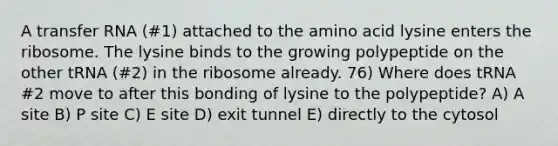 A <a href='https://www.questionai.com/knowledge/kYREgpZMtc-transfer-rna' class='anchor-knowledge'>transfer rna</a> (#1) attached to the amino acid lysine enters the ribosome. The lysine binds to the growing polypeptide on the other tRNA (#2) in the ribosome already. 76) Where does tRNA #2 move to after this bonding of lysine to the polypeptide? A) A site B) P site C) E site D) exit tunnel E) directly to the cytosol