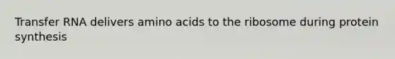 Transfer RNA delivers amino acids to the ribosome during protein synthesis