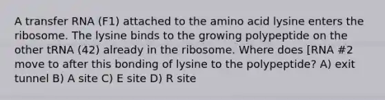 A transfer RNA (F1) attached to the amino acid lysine enters the ribosome. The lysine binds to the growing polypeptide on the other tRNA (42) already in the ribosome. Where does [RNA #2 move to after this bonding of lysine to the polypeptide? A) exit tunnel B) A site C) E site D) R site