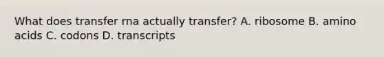 What does transfer rna actually transfer? A. ribosome B. amino acids C. codons D. transcripts